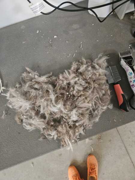 Caniche (reu) 60380