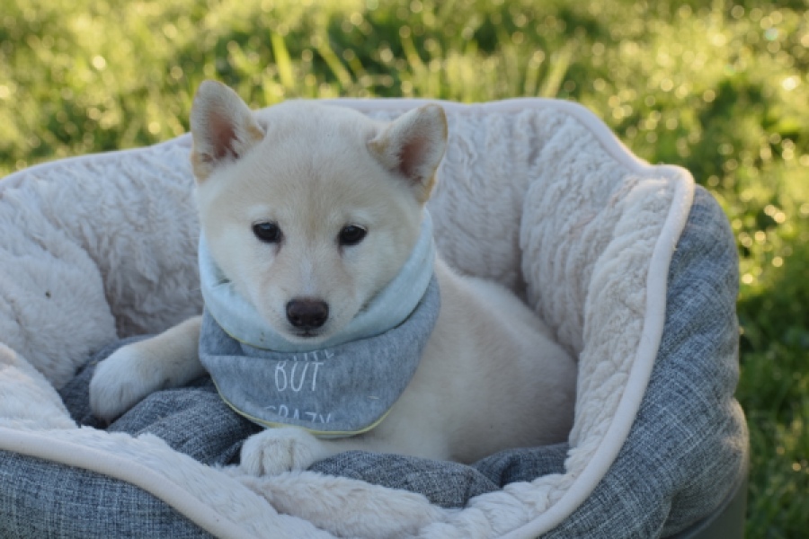 Shiba Inu (teef) 29328