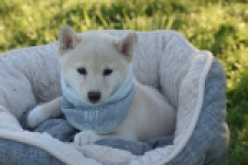 Shiba Inu (teef) 29328