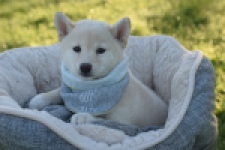 Shiba Inu (teef) 29328
