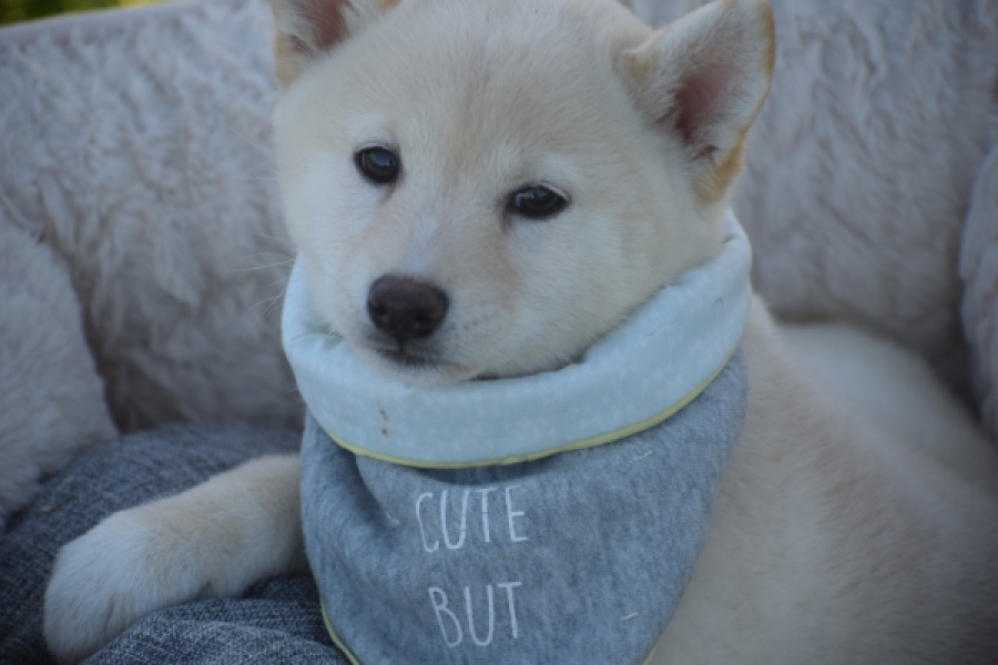 Shiba Inu (teef) 29328