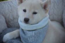 Shiba Inu (teef) 29328