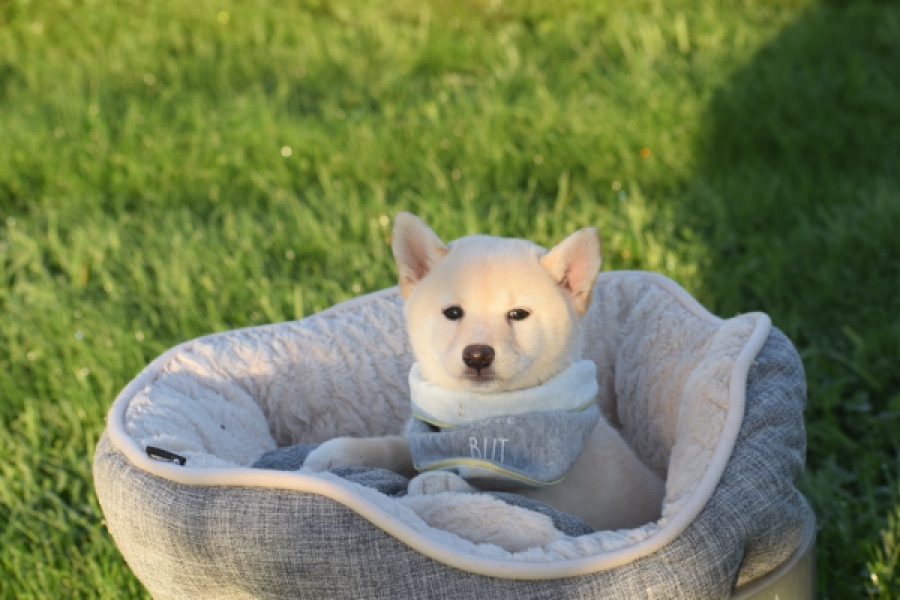 Shiba Inu (teef) 29328
