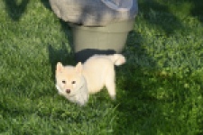 Shiba Inu (teef) 29328