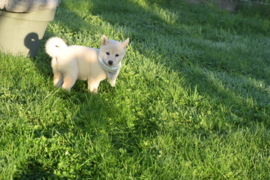 Shiba Inu (teef) 29328