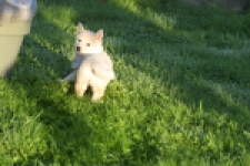 Shiba Inu (teef) 29328