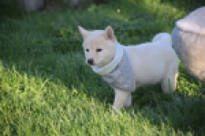 Shiba Inu (teef) 29328