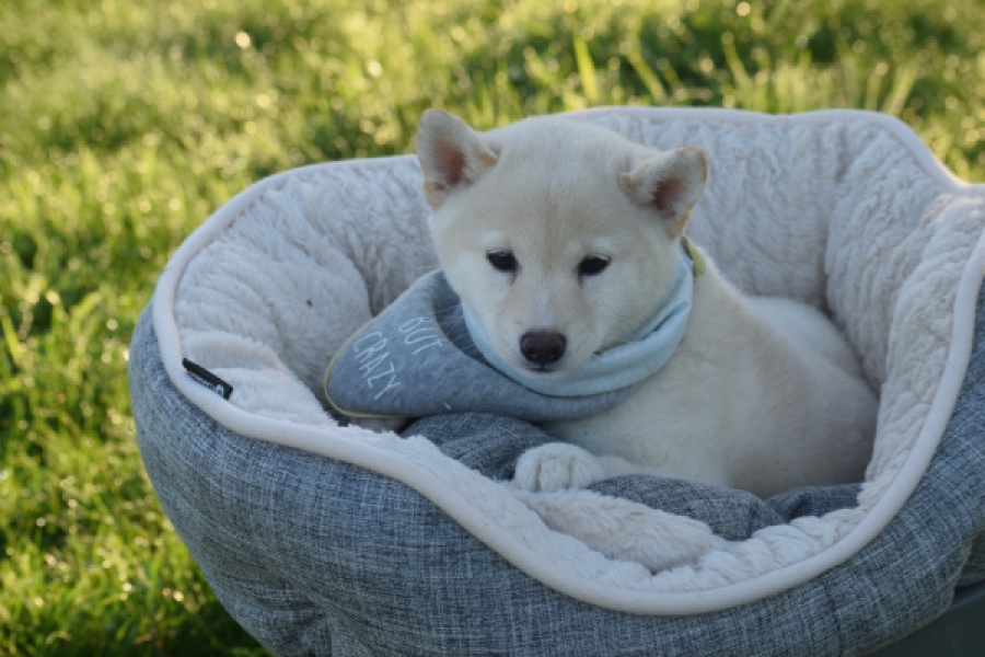 Shiba Inu (teef) 29328
