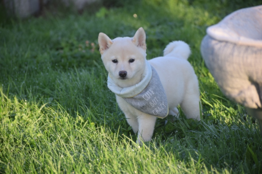 Shiba Inu (teef) 29328