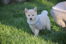 Shiba Inu (teef) 29328
