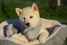 Shiba Inu (reu) 29329