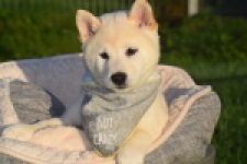 Shiba Inu (reu) 29329