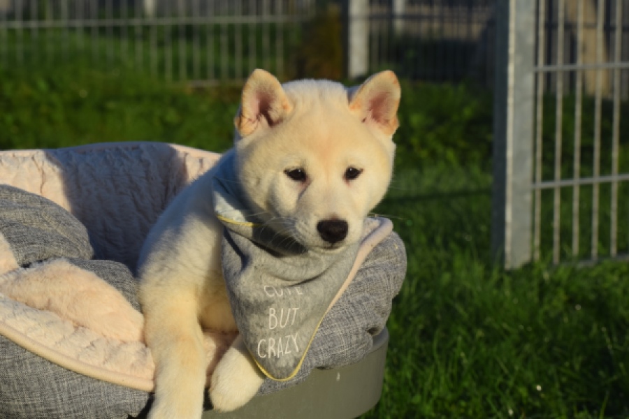 Shiba Inu (reu) 29329