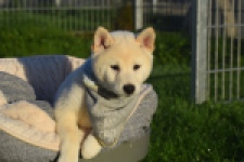 Shiba Inu (reu) 29329