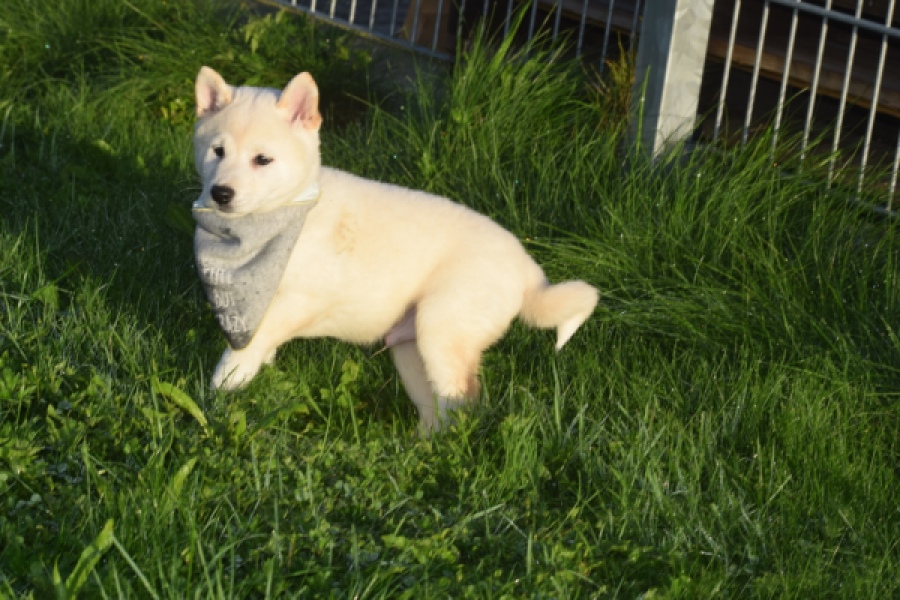Shiba Inu (reu) 29329