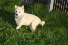 Shiba Inu (reu) 29329