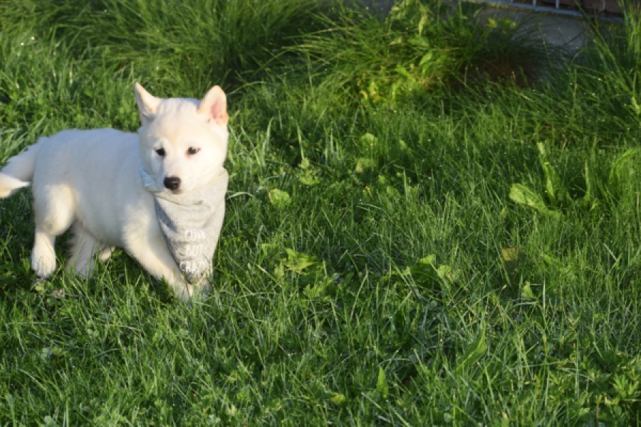 Shiba Inu (reu) 29329