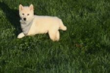 Shiba Inu (reu) 29329