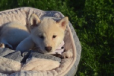 Shiba Inu (reu) 29335