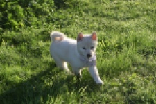 Shiba Inu (reu) 29335
