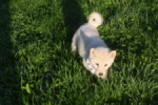 Shiba Inu (reu) 29335