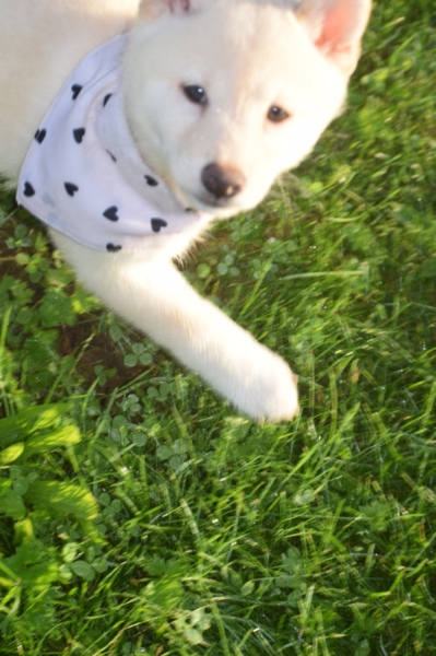 Shiba Inu (reu) 29335