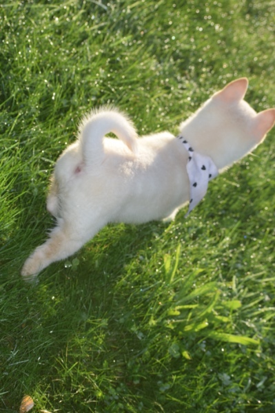 Shiba Inu (reu) 29335