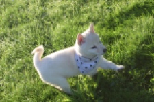 Shiba Inu (reu) 29335