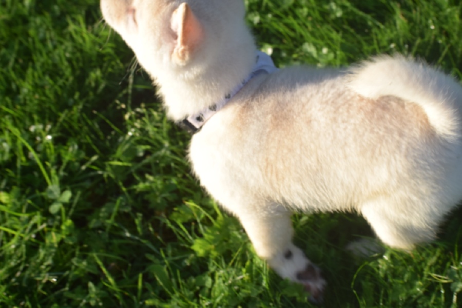 Shiba Inu (reu) 29335