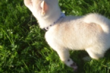 Shiba Inu (reu) 29335