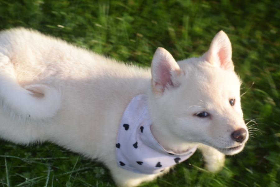 Shiba Inu (reu) 29335