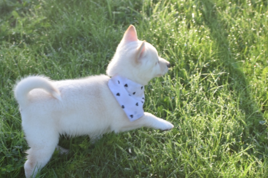 Shiba Inu (reu) 29335