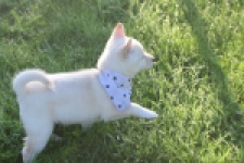 Shiba Inu (reu) 29335