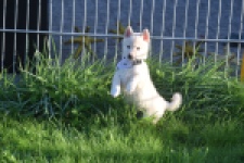 Shiba Inu (reu) 29335