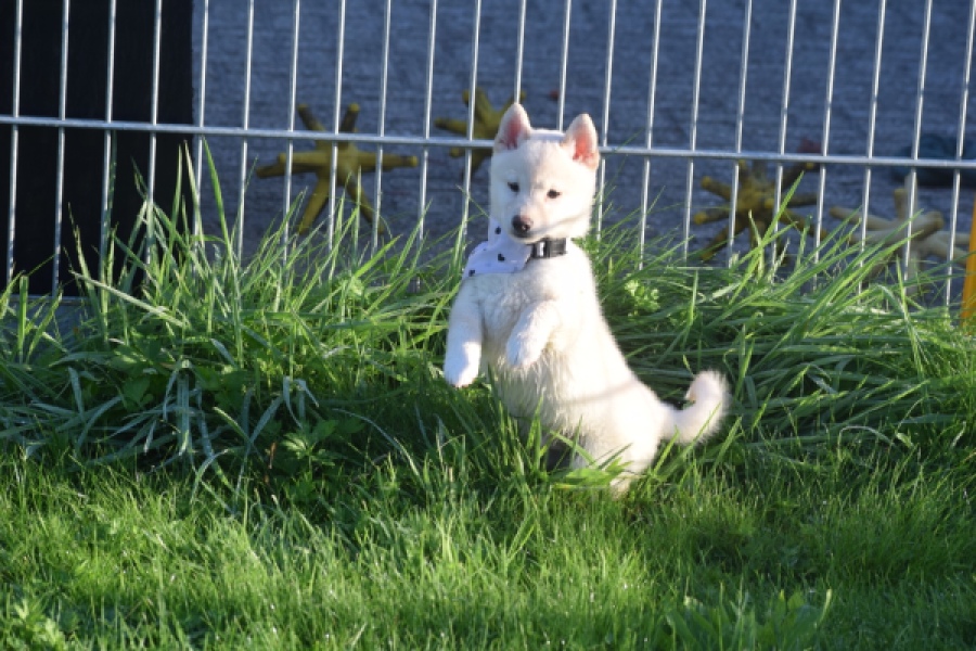 Shiba Inu (reu) 29335