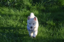 Shiba Inu (reu) 29335