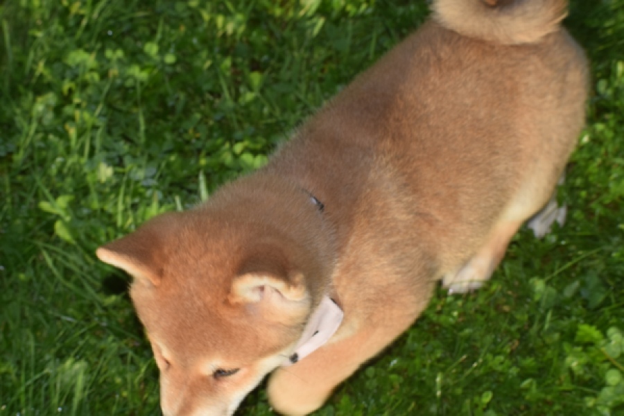 Shiba Inu (reu) 29322