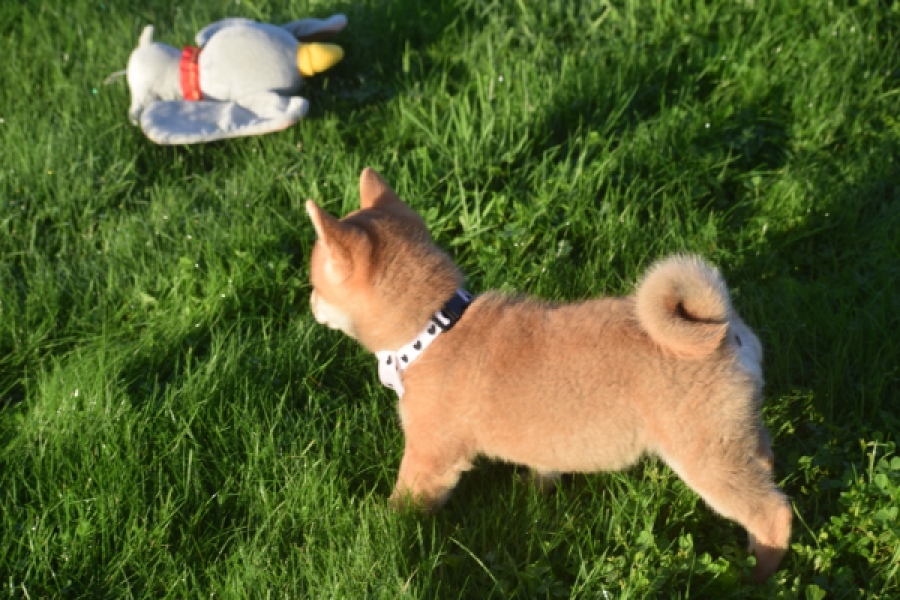 Shiba Inu (reu) 29322