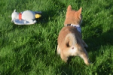 Shiba Inu (reu) 29322