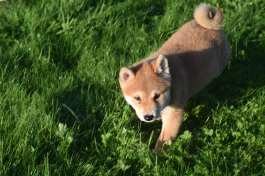 Shiba Inu (reu) 29322