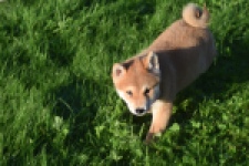 Shiba Inu (reu) 29322