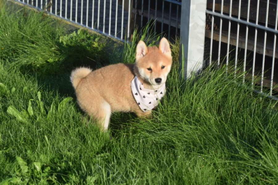 Shiba Inu (reu) 29322