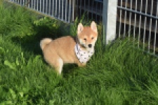 Shiba Inu (reu) 29322