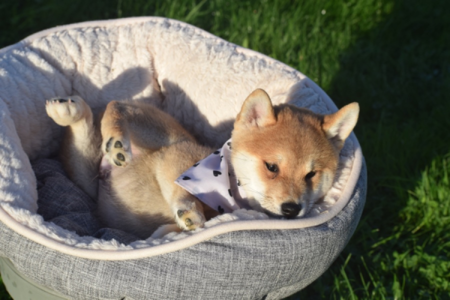 Shiba Inu (reu) 29322