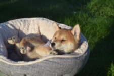 Shiba Inu (reu) 29322