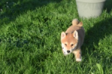 Shiba Inu (reu) 29322