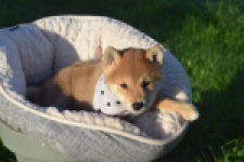 Shiba Inu (reu) 29324