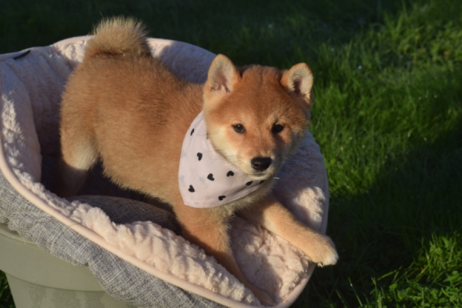 Shiba Inu (reu) 29324