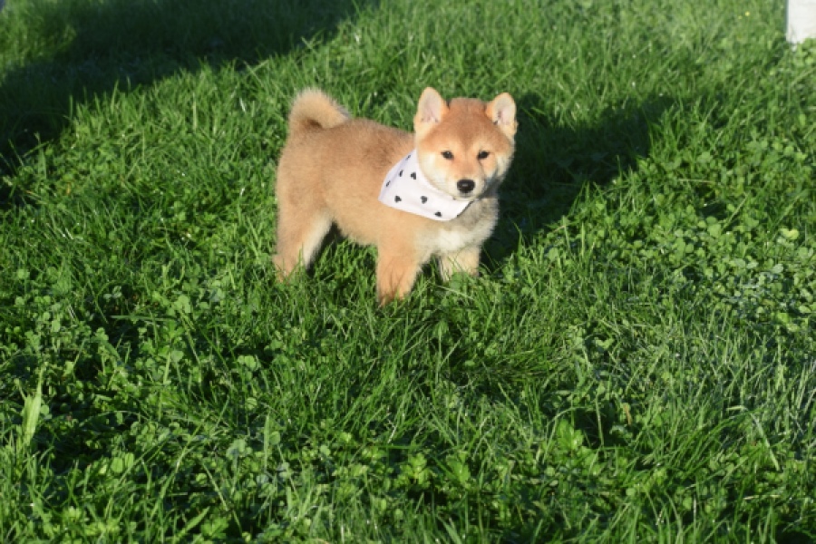 Shiba Inu (reu) 29324