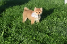 Shiba Inu (reu) 29324